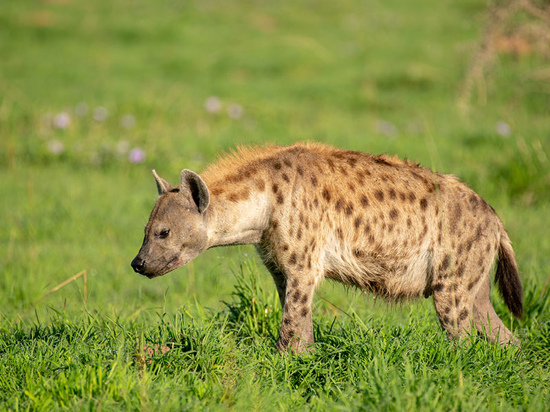 hyenas-in-tanzania