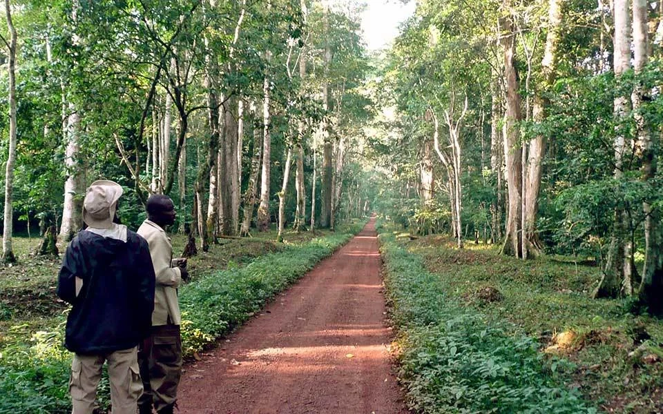 budongo-central-forest-reserve