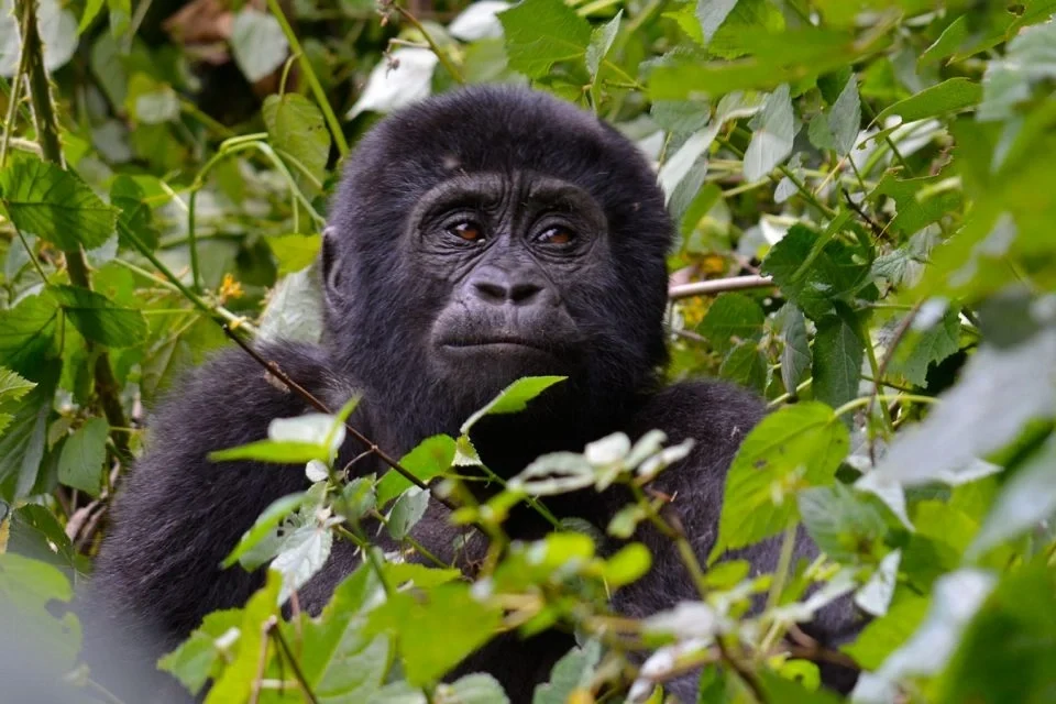 gorilla-routines-during-the-night