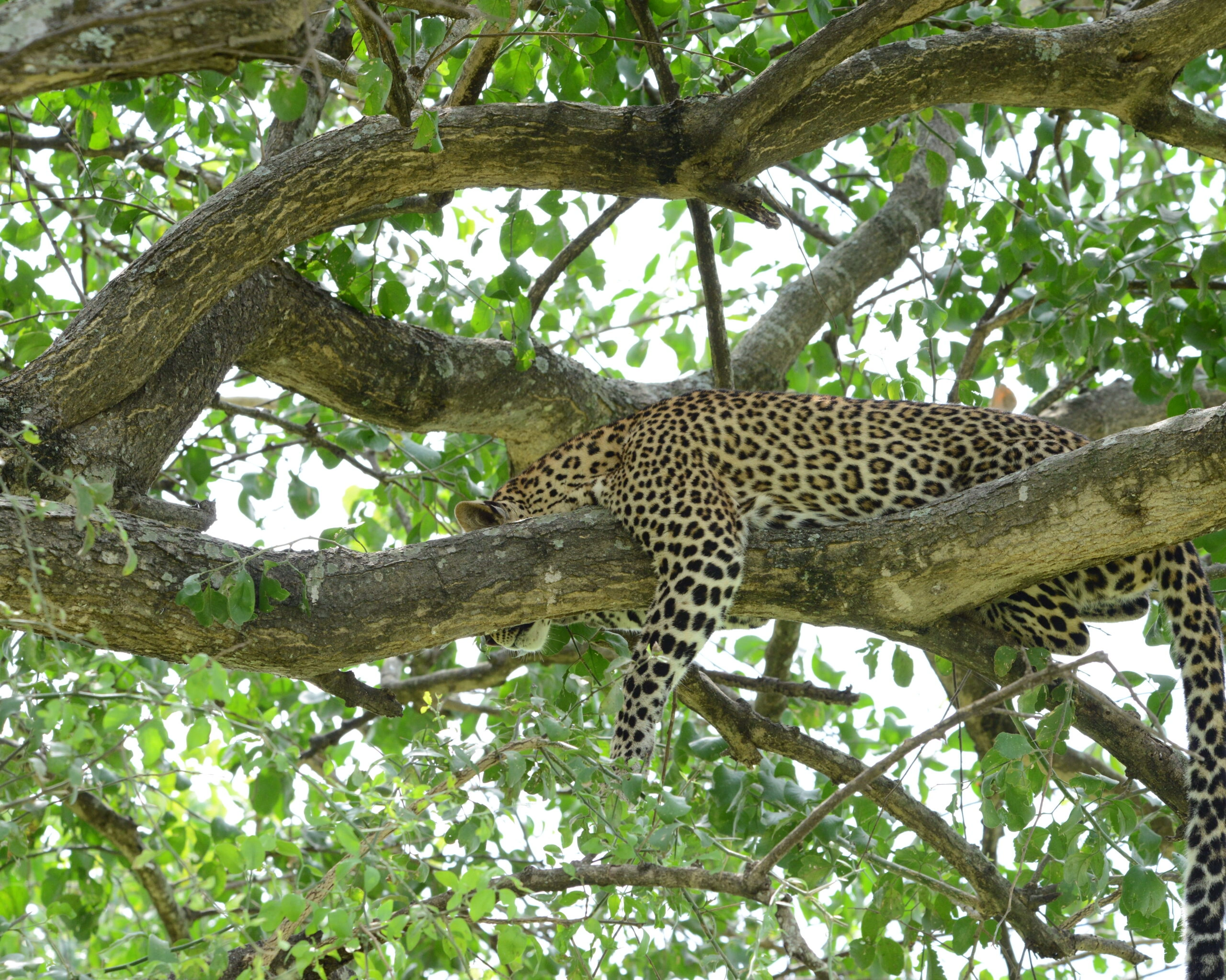 where-to-see-leoparsa-in-uganda