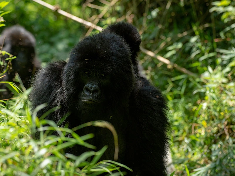 1-day-uganda-gorilla-tour