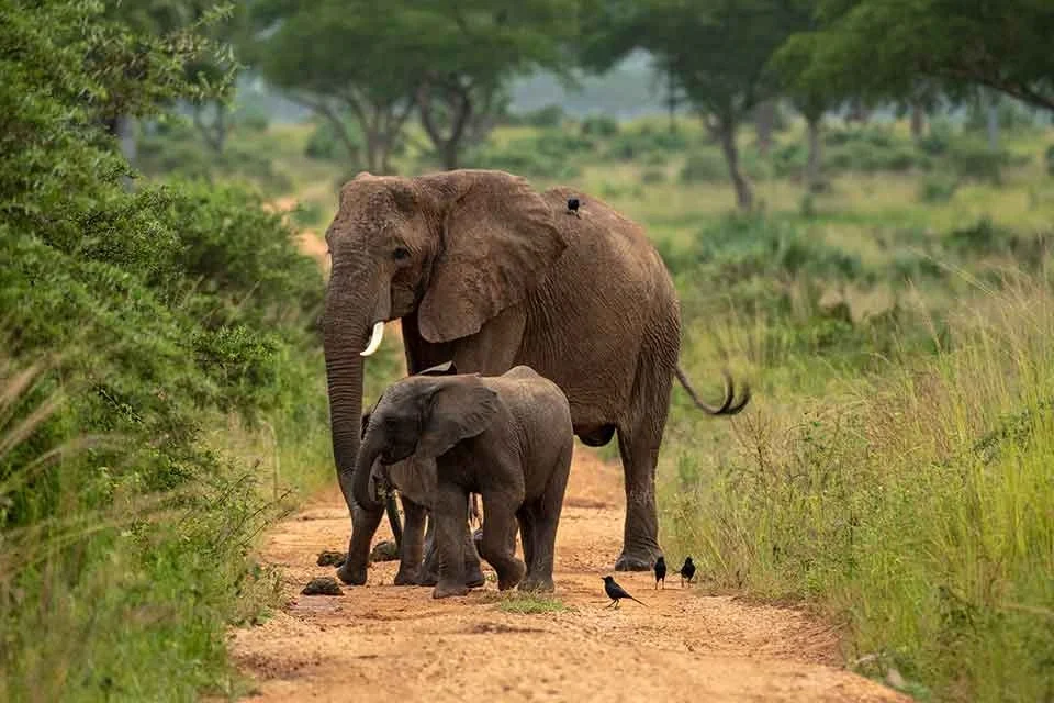 The most visited national park in Uganda
