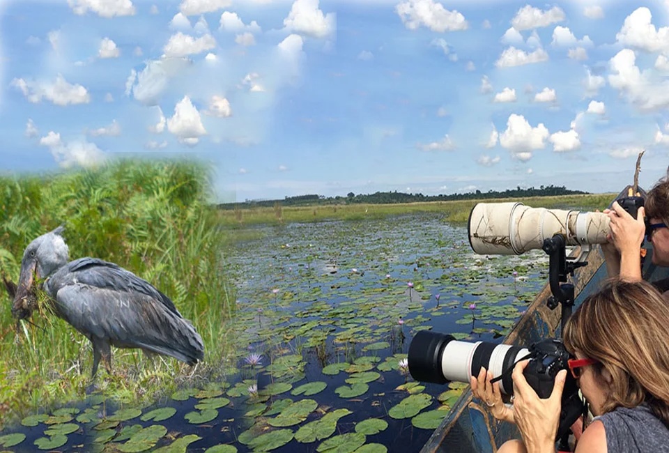 birding-at-mabamba-swamp