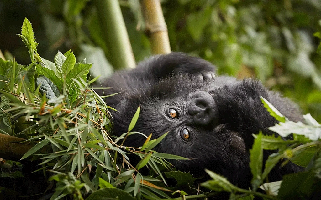 Gorillas-sleeping