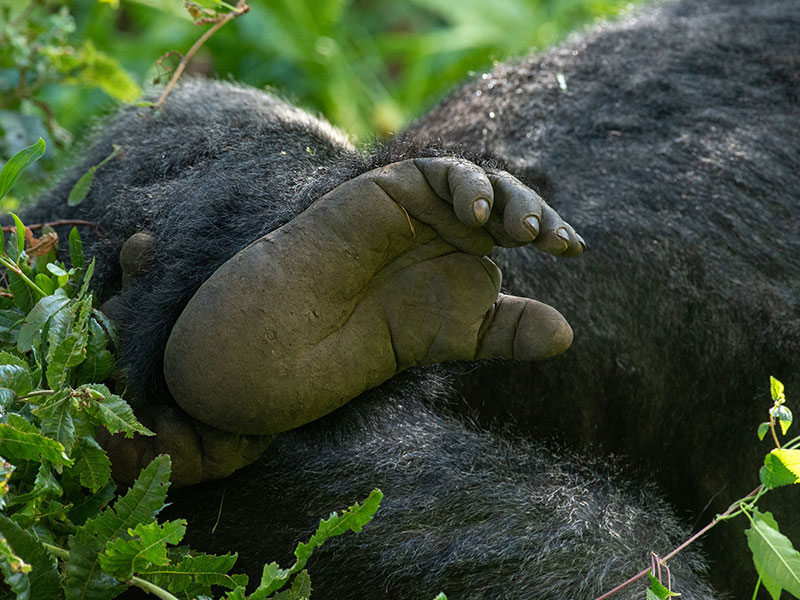 gorilla-routines-during-the-night