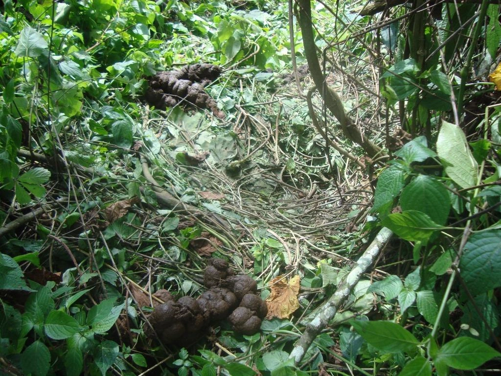 Gorilla-nests