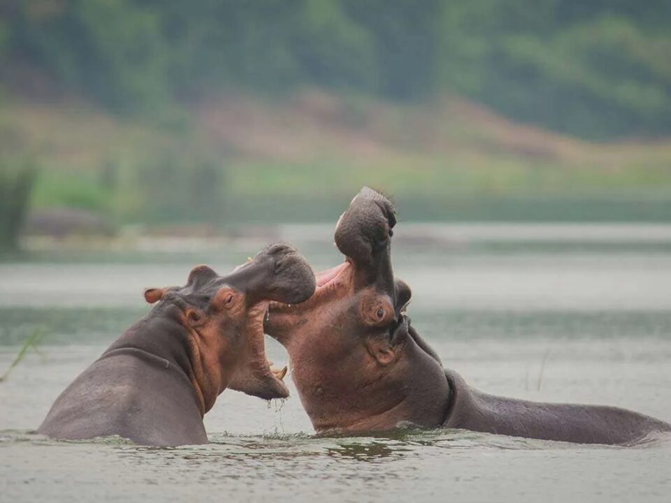 kazinga-channel-boat-cruise