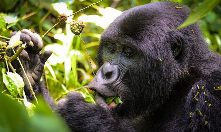 rwanda-safaris-and-wildlife-tours