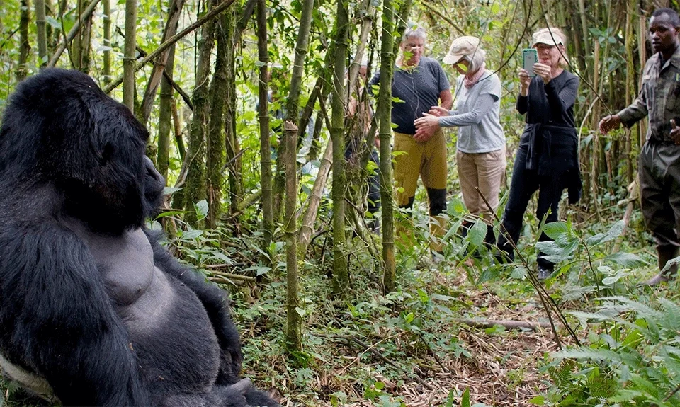 top-places-to-visit-and-tourism-activities-to-experience-after-gorilla-trekking