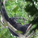 bugoma-central-forest-reserve