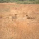 seeing-lions-in-murchison-falls-national-park