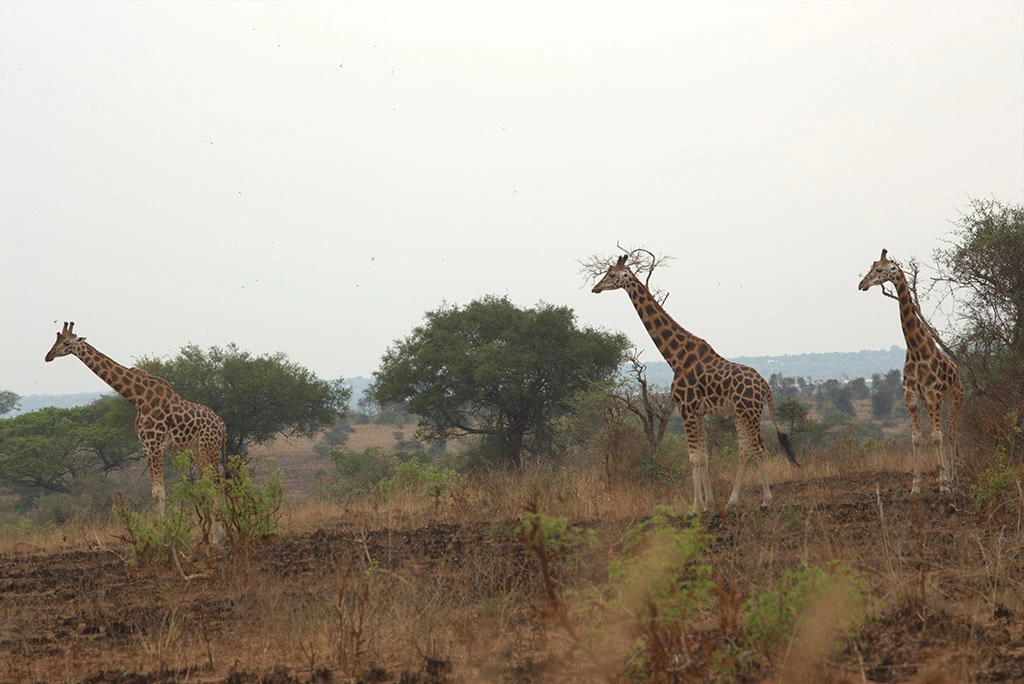 giraffe