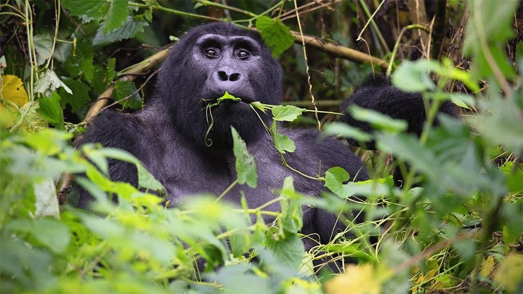 gorilla-trekking-in-uganda