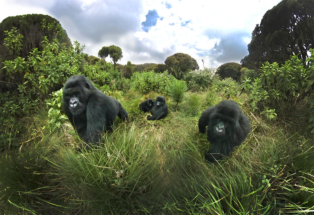gorilla-tracking-in-rwanda