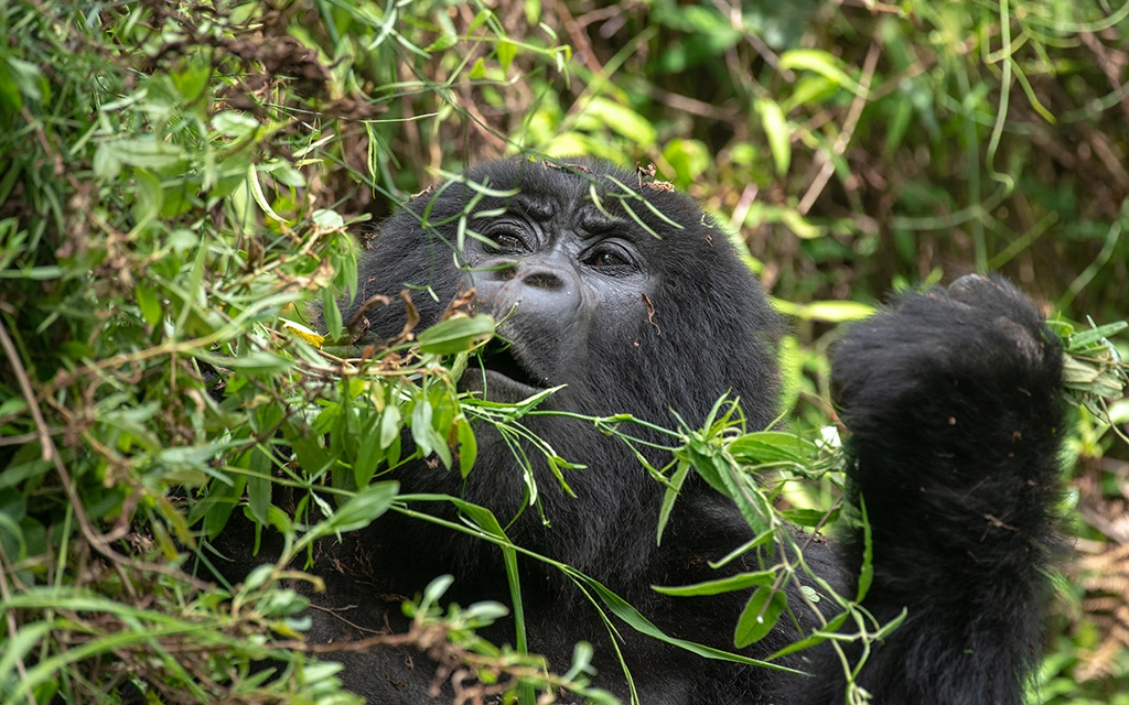 changing-gorilla-tracking-date-after-purchasing-the-permits