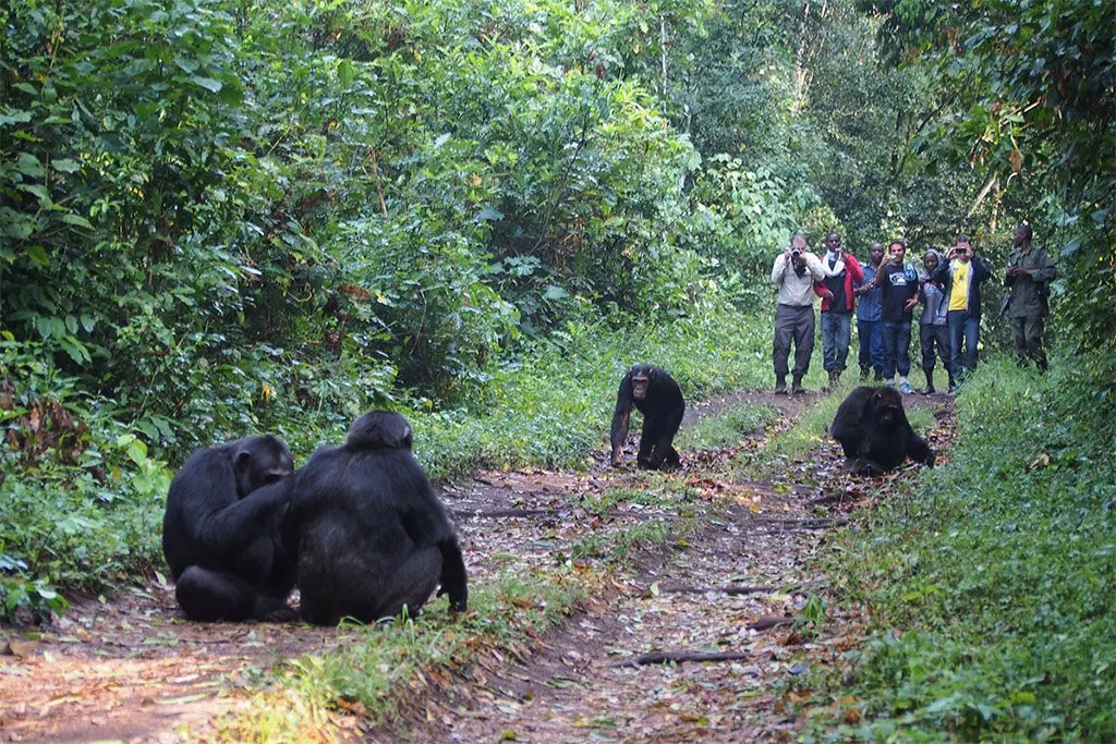 your-hour-with-chimpanzees
