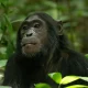 chimpanzee-tracking-in-kyambura-gorge