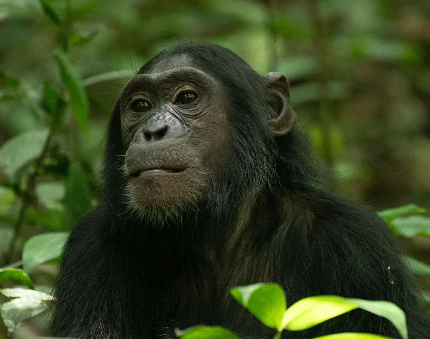 chimpanzee-tracking-in-kyambura-gorge