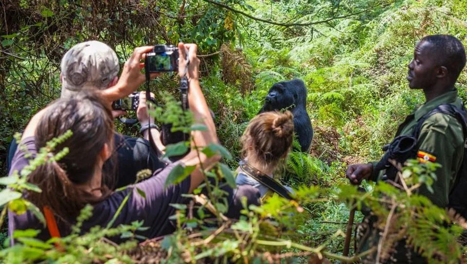 best-area-to-do-gorilla-trekking-in-bwindi-national-park