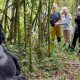 10-easy-steps-to-plan-a-uganda-safari