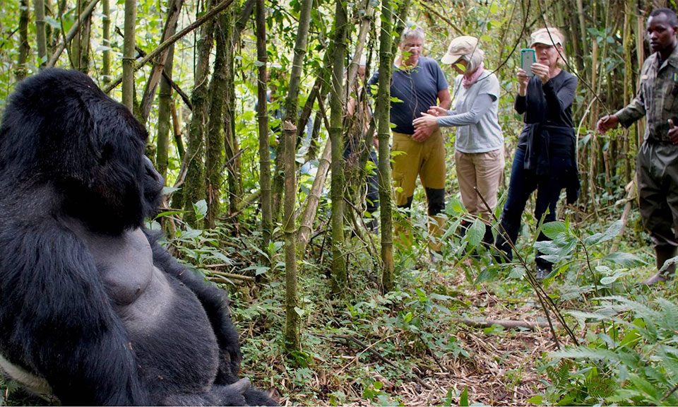 10-easy-steps-to-plan-a-uganda-safari