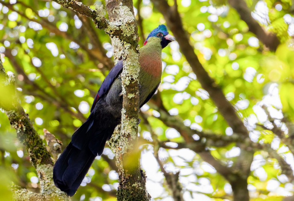 bird-watching-in-mgahinga-gorilla-national-park
