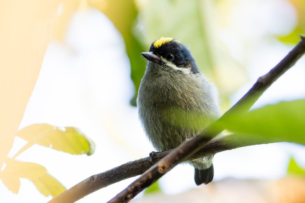 bird-watching-in-mgahinga-gorilla-national-park