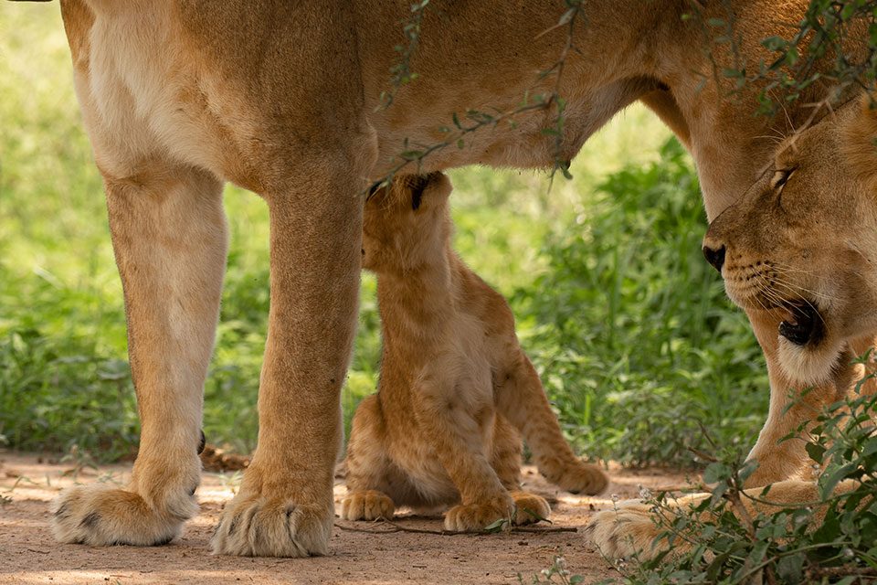 big-five-animals-in-rwanda