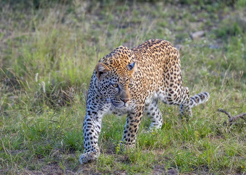 uganda-safaris-and-tours