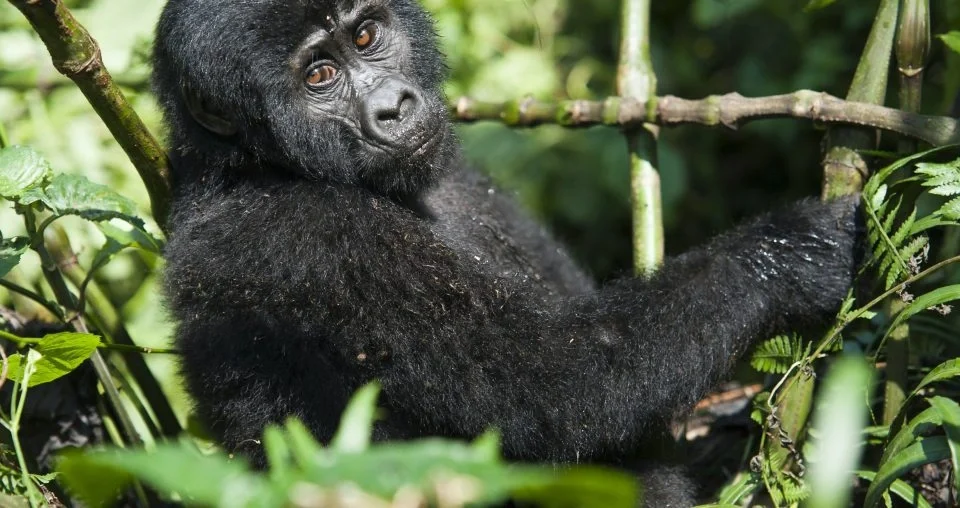 one-day-gorilla-safari-in-uganda