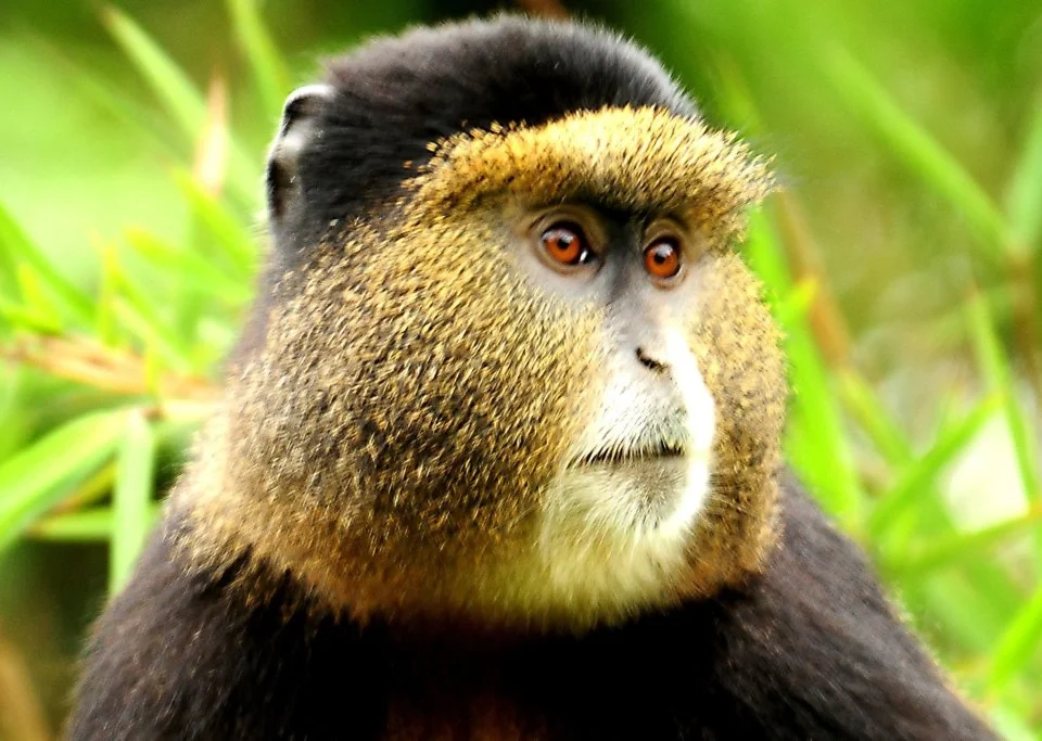 uganda-gorilla-and-golden-monkey-safari