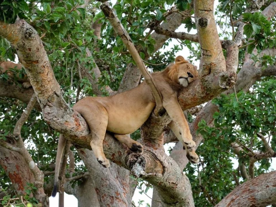 20-days-best-of-uganda-rwanda-safari