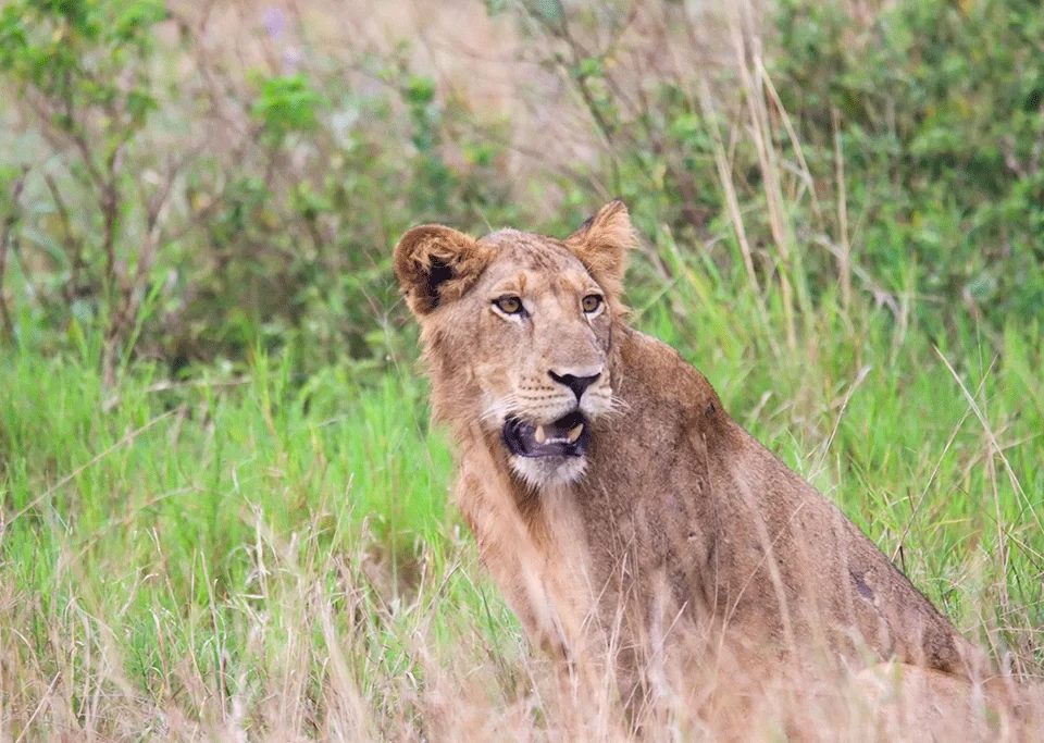 top-wild-animals-to-see-on-your-uganda-wildlife-safari