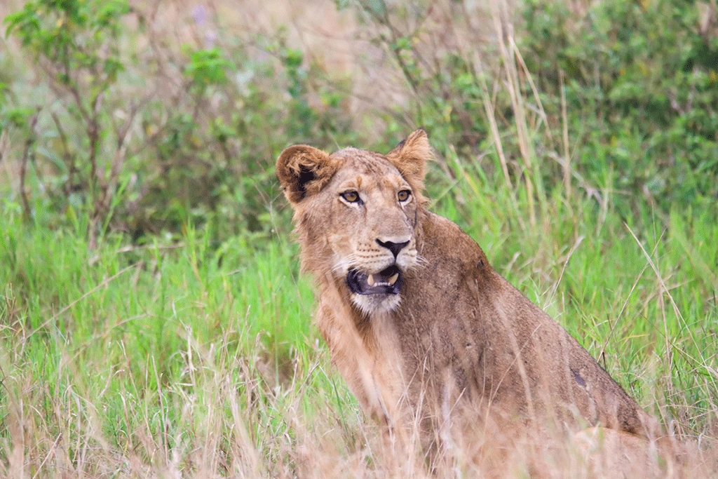 top-wild-animals-to-see-on-your-uganda-wildlife-safari