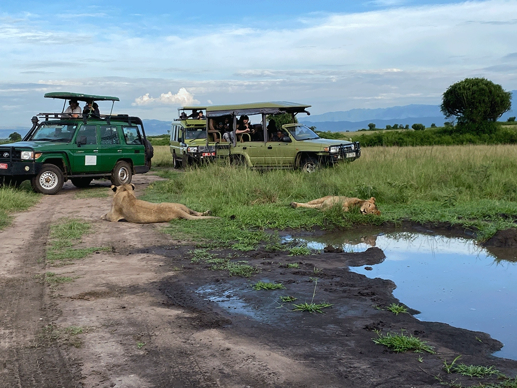 best-places-to-see-lions-in-uganda