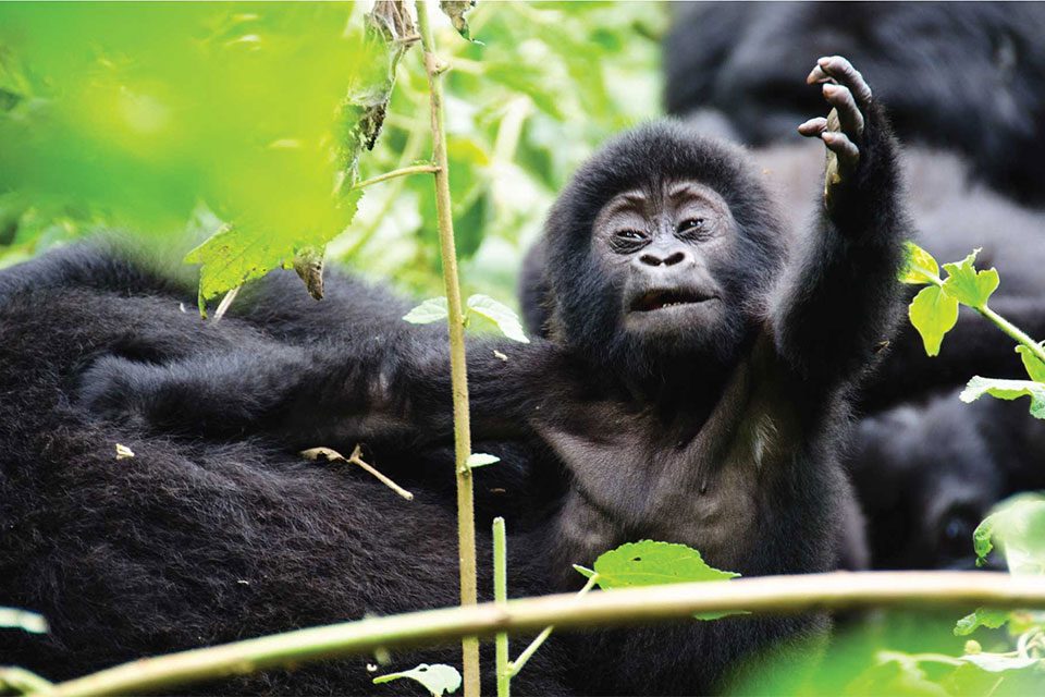 most-popular-national-parks-in-uganda