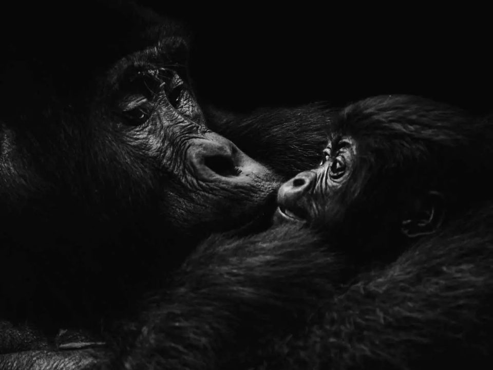 uganda-photo-safari