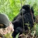 how-long-does-gorilla-habituation-take