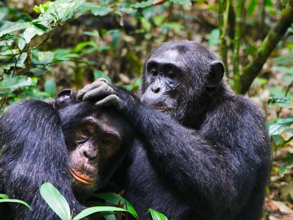 where-to-see-chimpanzees-in-uganda-top-tracking-destinations