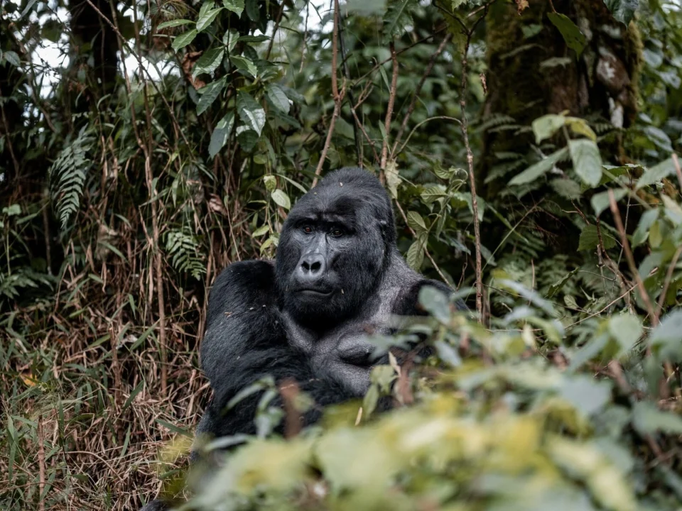 uganda-rwanda-cross-boarder-gorilla-tours