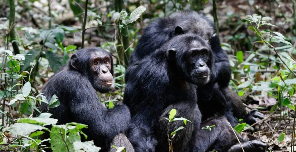 gorilla-and-chimpanzee-trekking-in-uganda