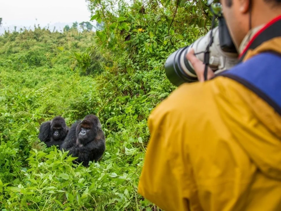 close-experience-with-mountain-gorillas-in-uganda