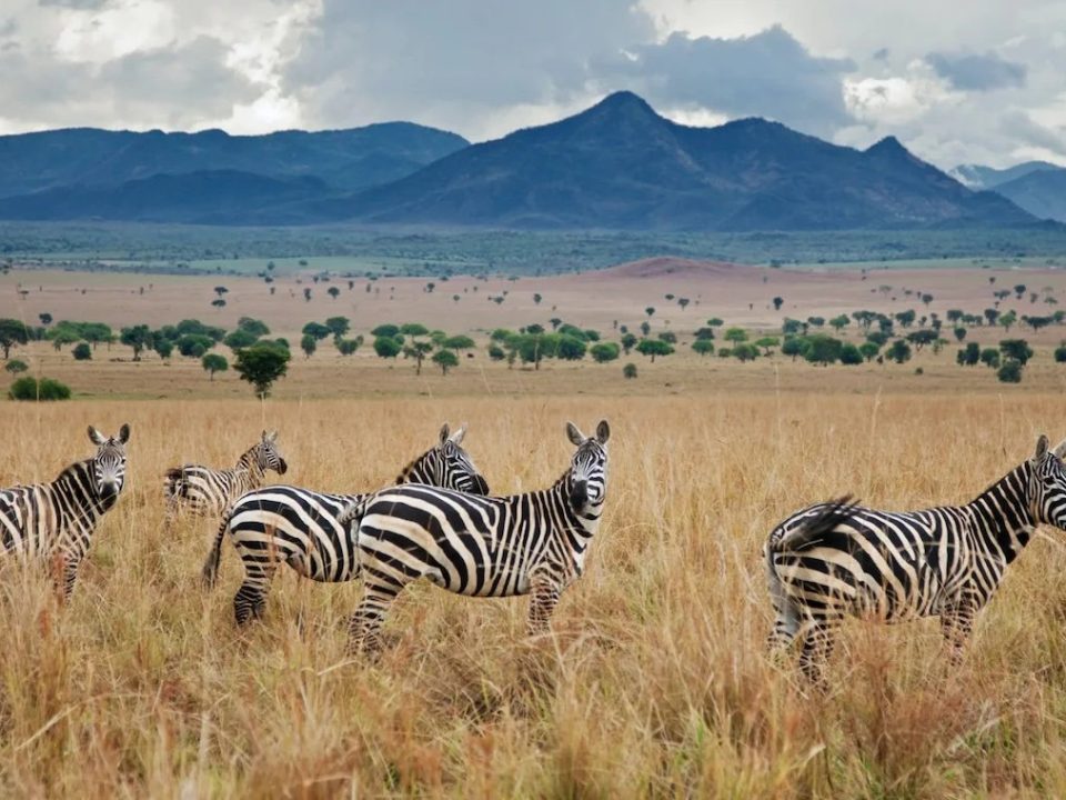 best-of-kidepo-valley-national-park-what-to-see