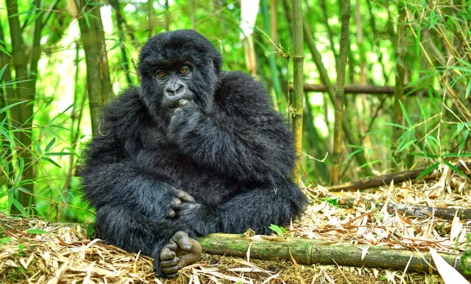7-days-rwanda-uganda-primate-tour