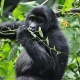uganda-safari-combined-with-rwanda