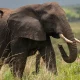 the-big-five-safari-in-uganda