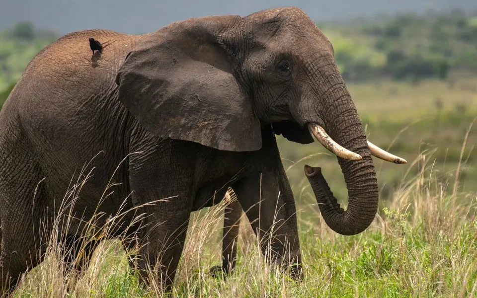 the-big-five-safari-in-uganda