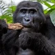 tips-for-booking-your-gorilla-trekking-permit-in-uganda
