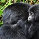 best-time-for-cheap-gorilla-trekking-safaris-in-uganda