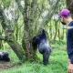 visiting-time-for-gorillas-in-uganda